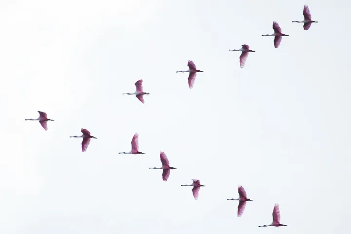 Datadog Org migration checklist